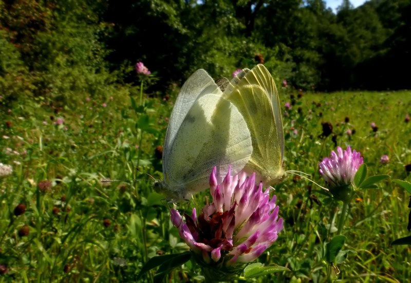 Pieris ergane